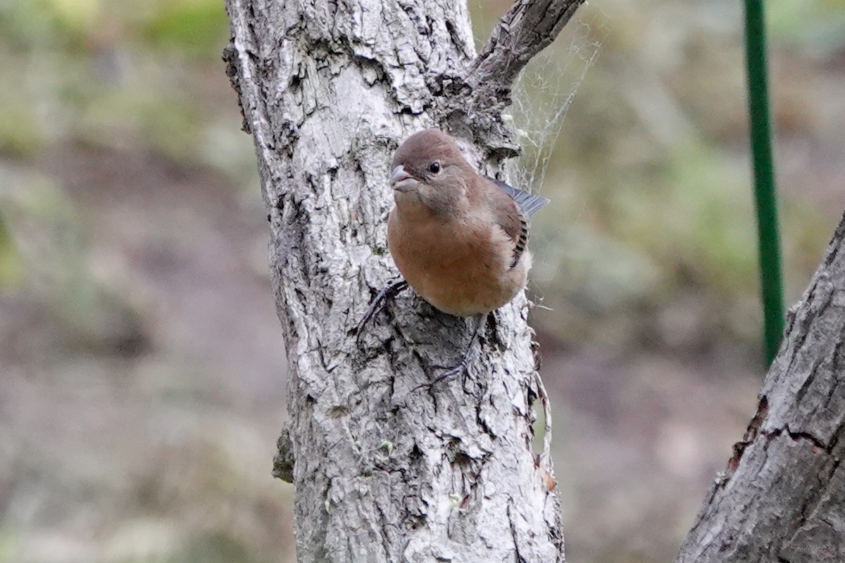 Lazuli Bunting - ML623619078