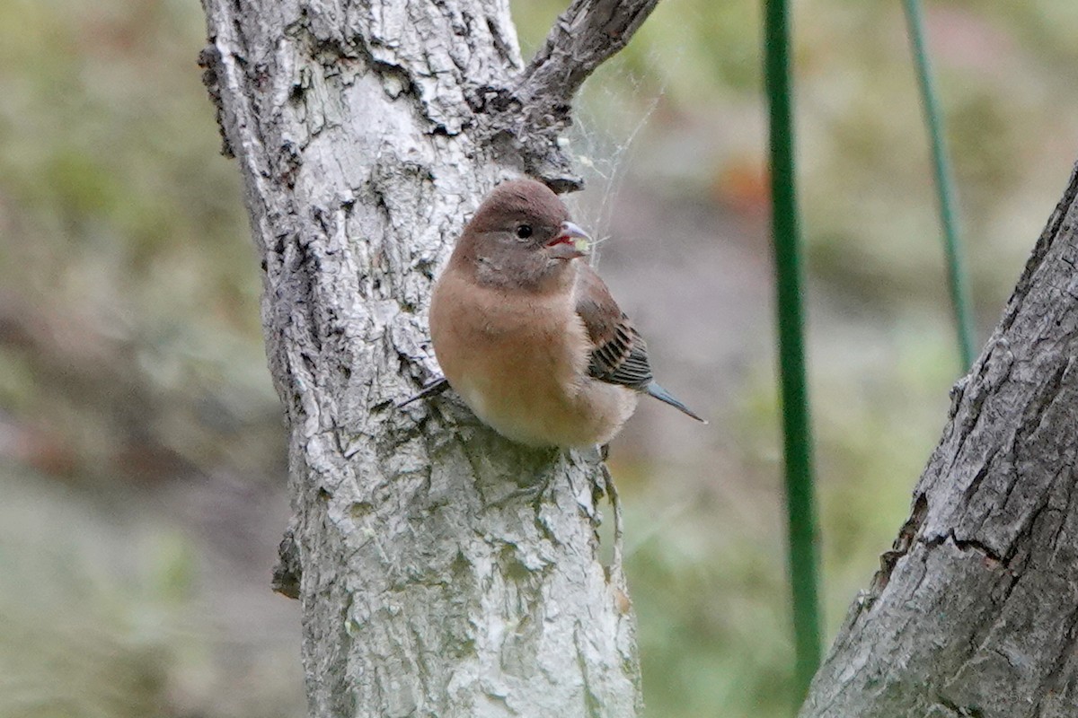 Lazuli Bunting - ML623619108