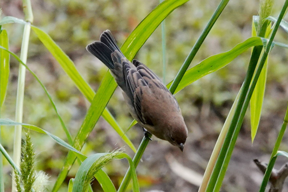 Lazuli Bunting - ML623619133