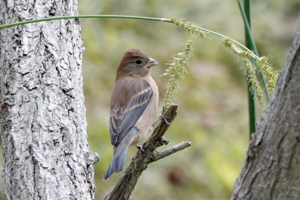 Lazuli Bunting - ML623619185