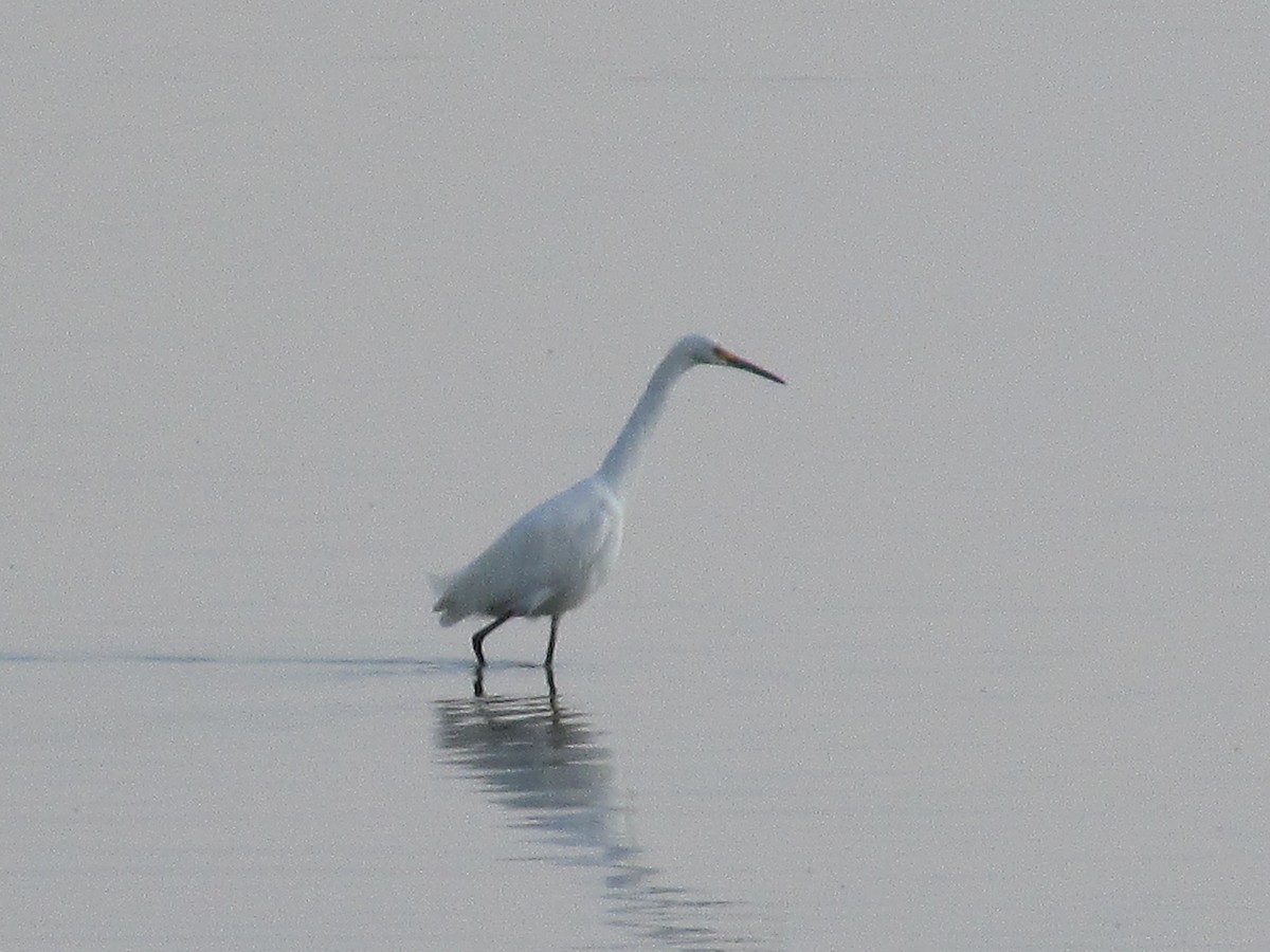 Snowy Egret - ML623619227