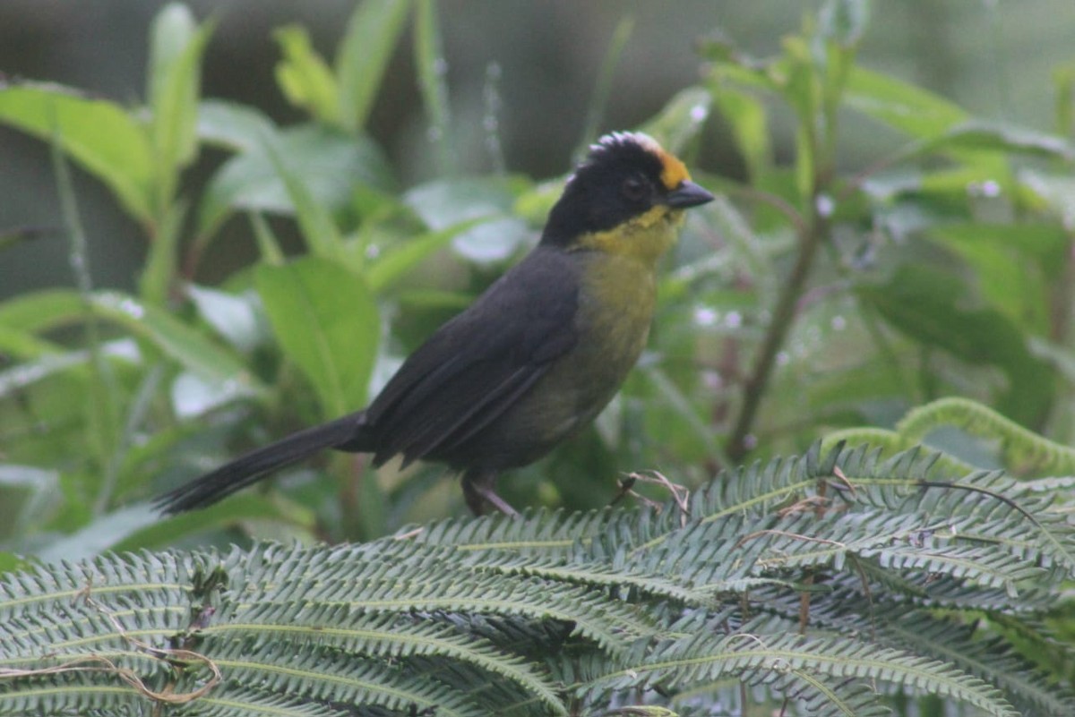 Pale-naped Brushfinch - ML623619230