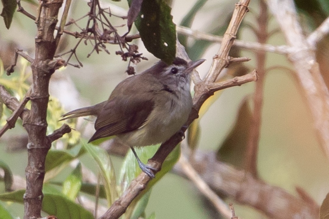 Brown-capped Vireo - ML623619245