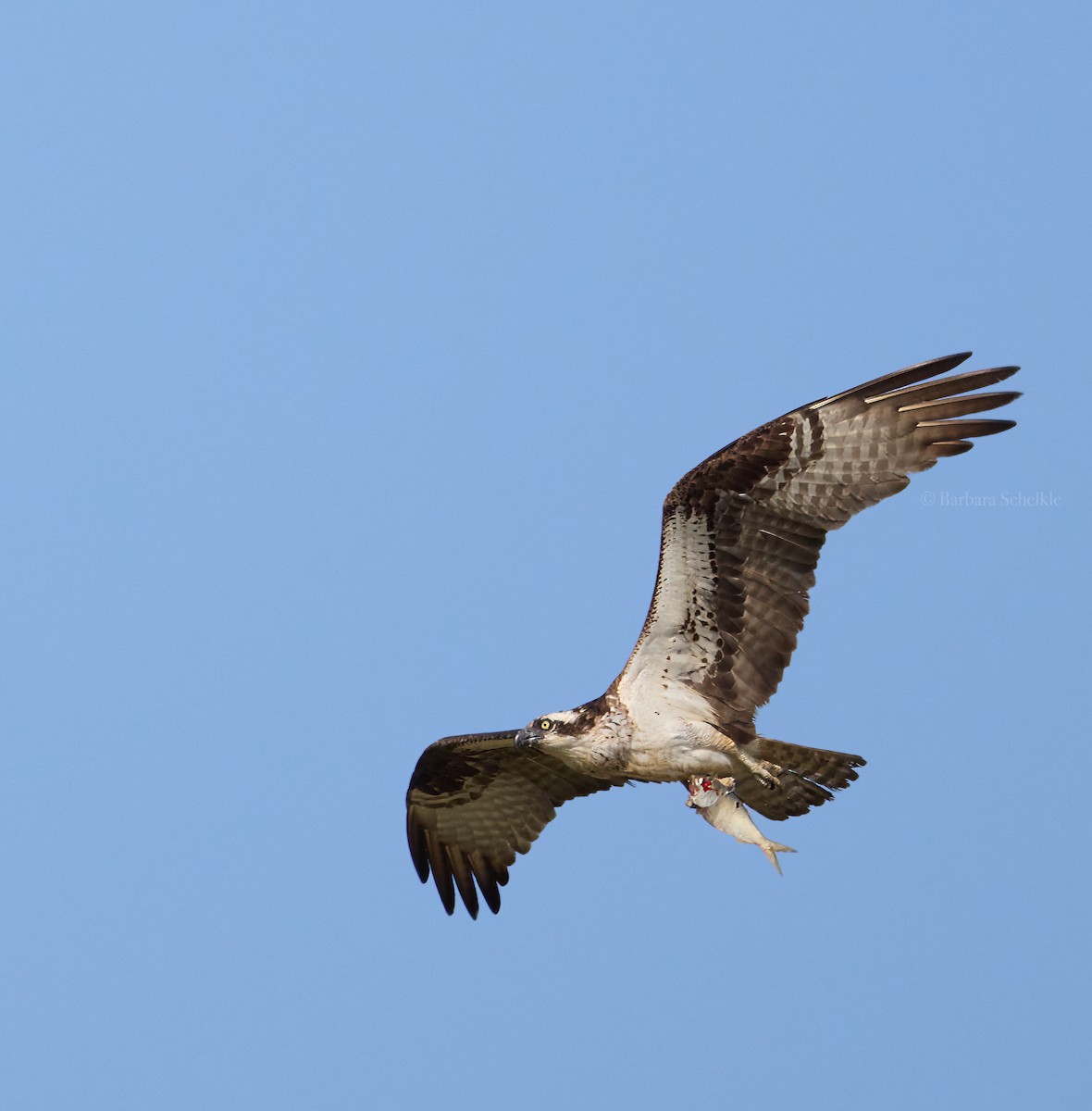 Osprey - Barbara S