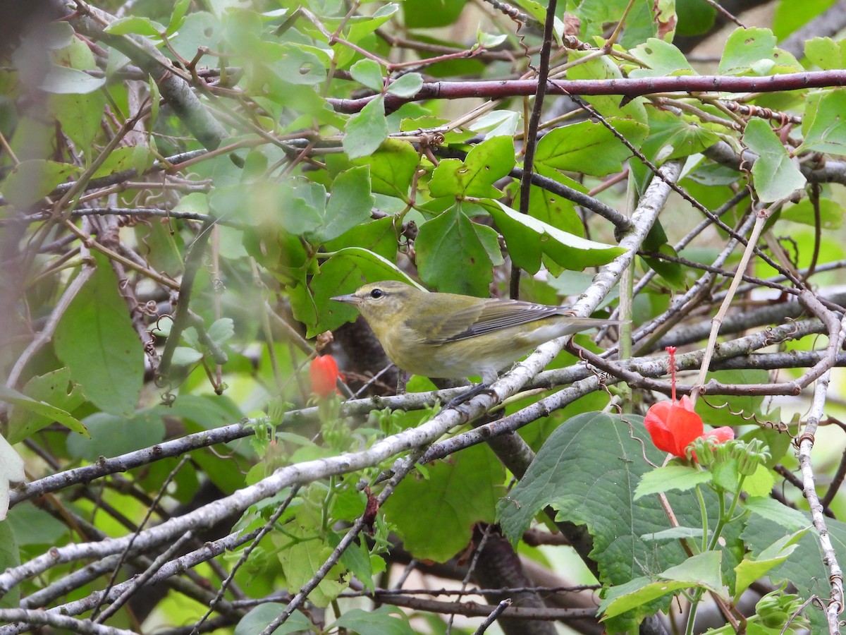 Tennessee Warbler - ML623619324