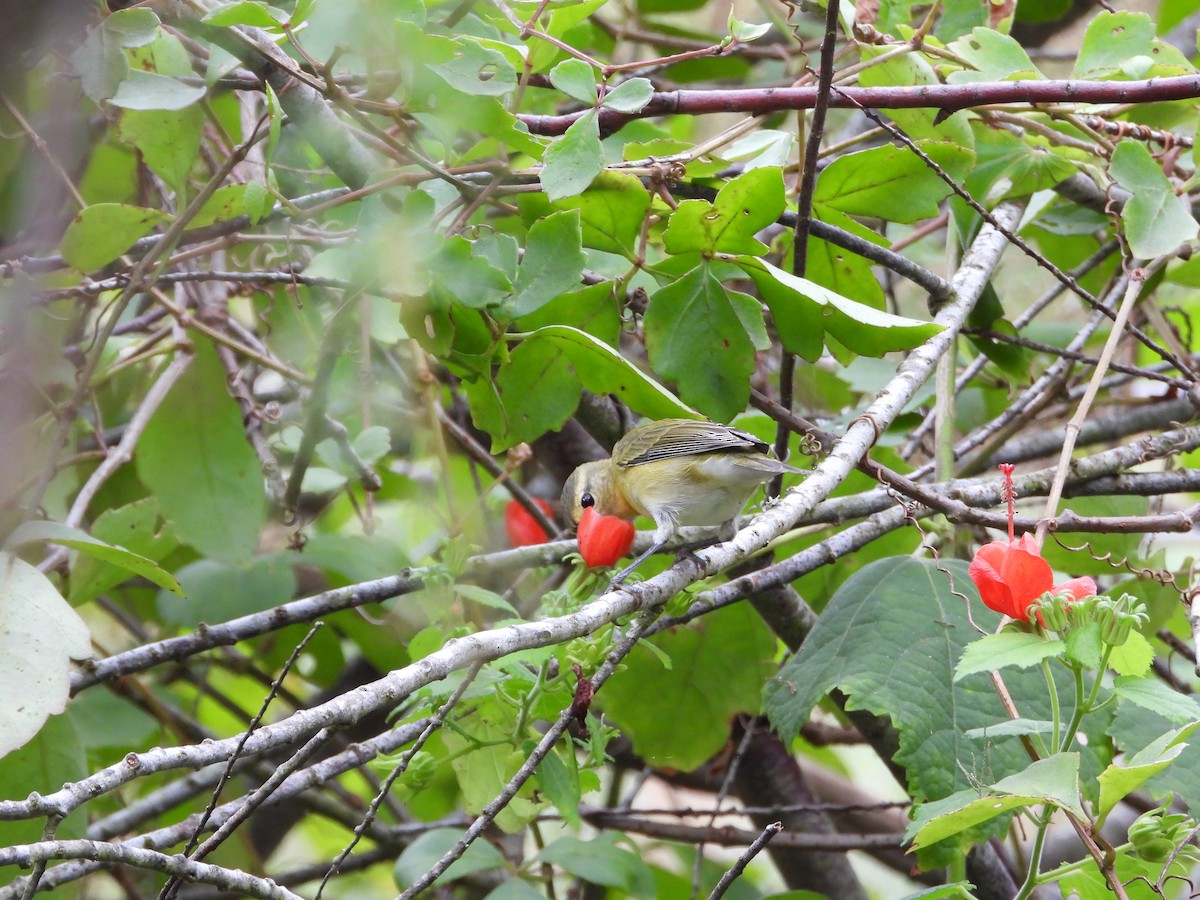 Tennessee Warbler - ML623619325