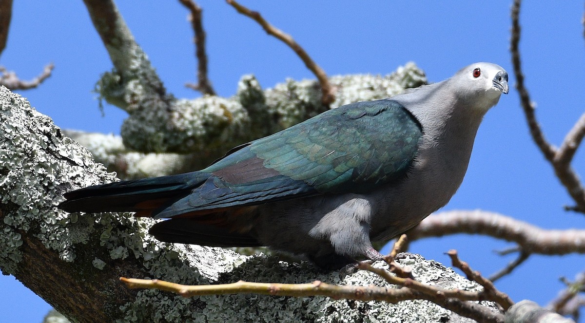 Pacific Imperial-Pigeon - ML623619343