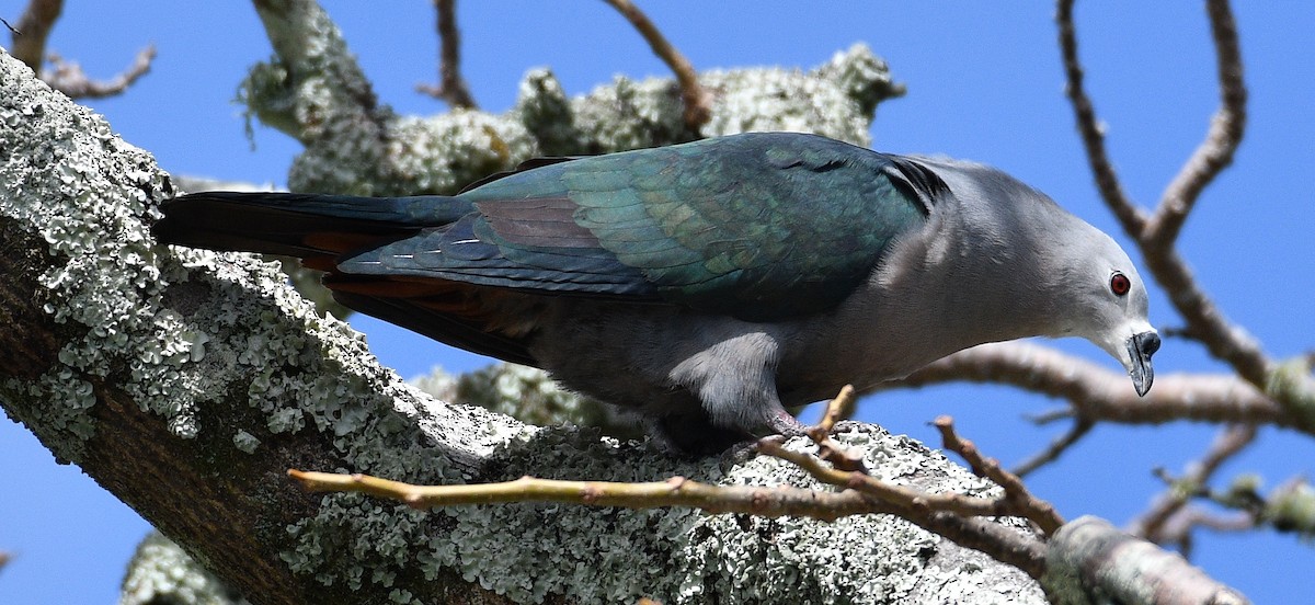 Pacific Imperial-Pigeon - ML623619344