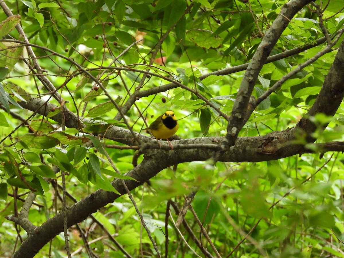 Hooded Warbler - ML623619347