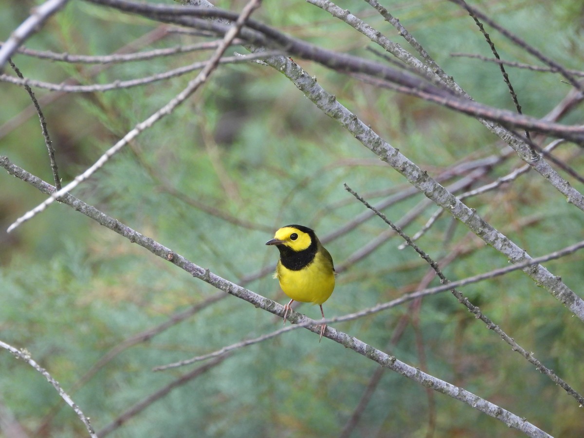 Hooded Warbler - ML623619348