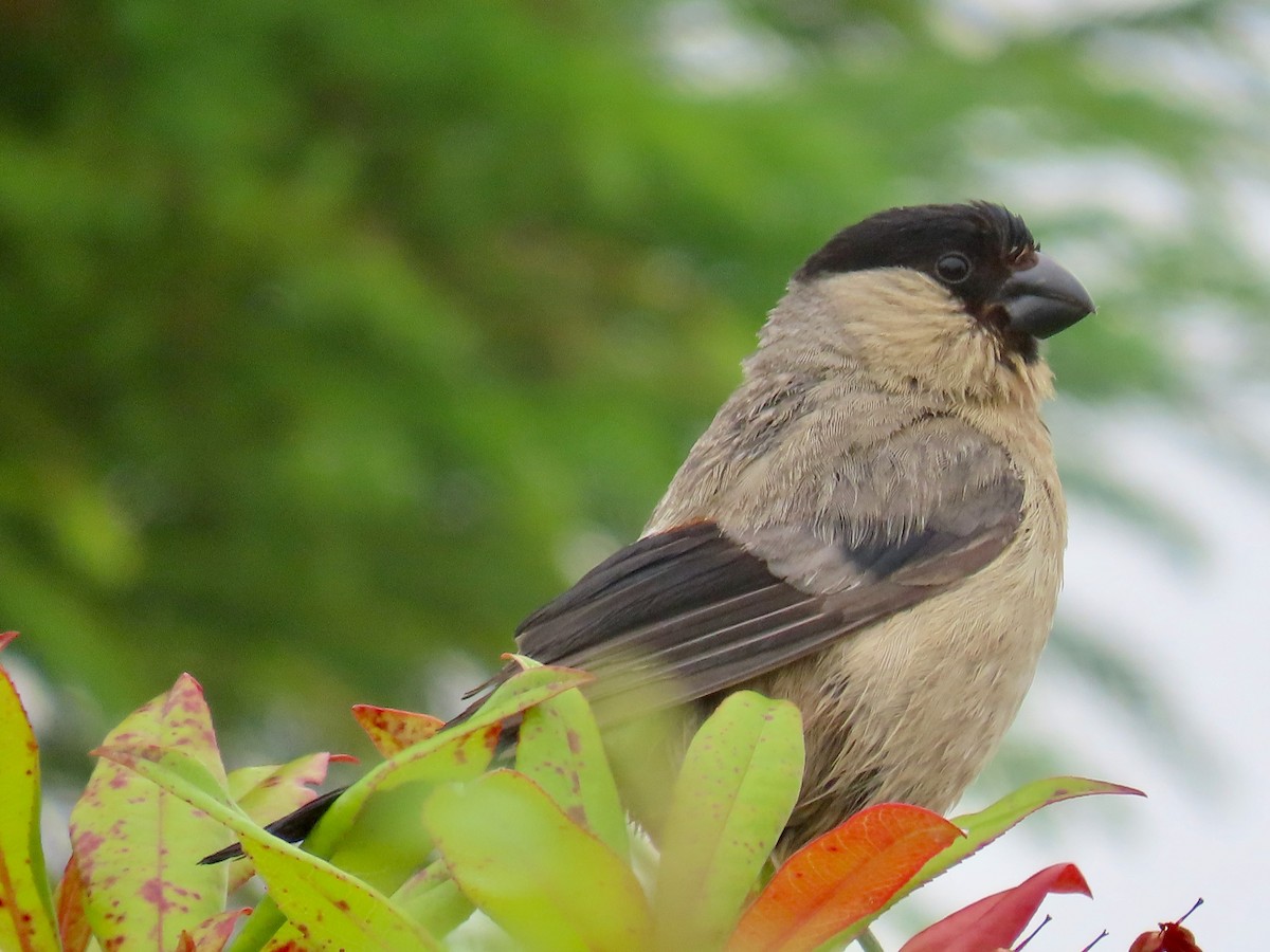 Azores Bullfinch - ML623619376