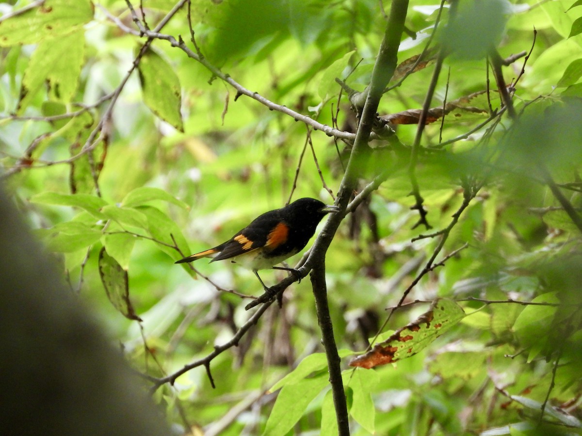American Redstart - ML623619377