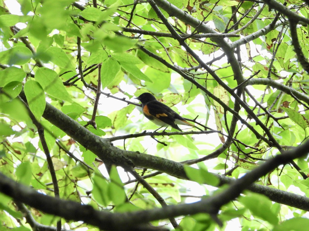 American Redstart - ML623619378