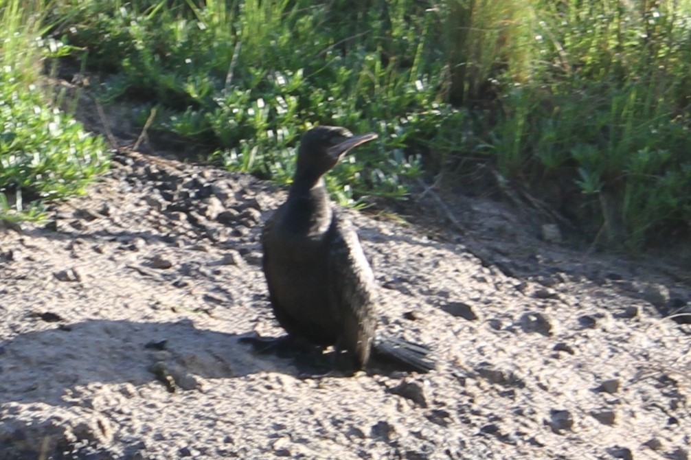 Great Cormorant - ML623619383