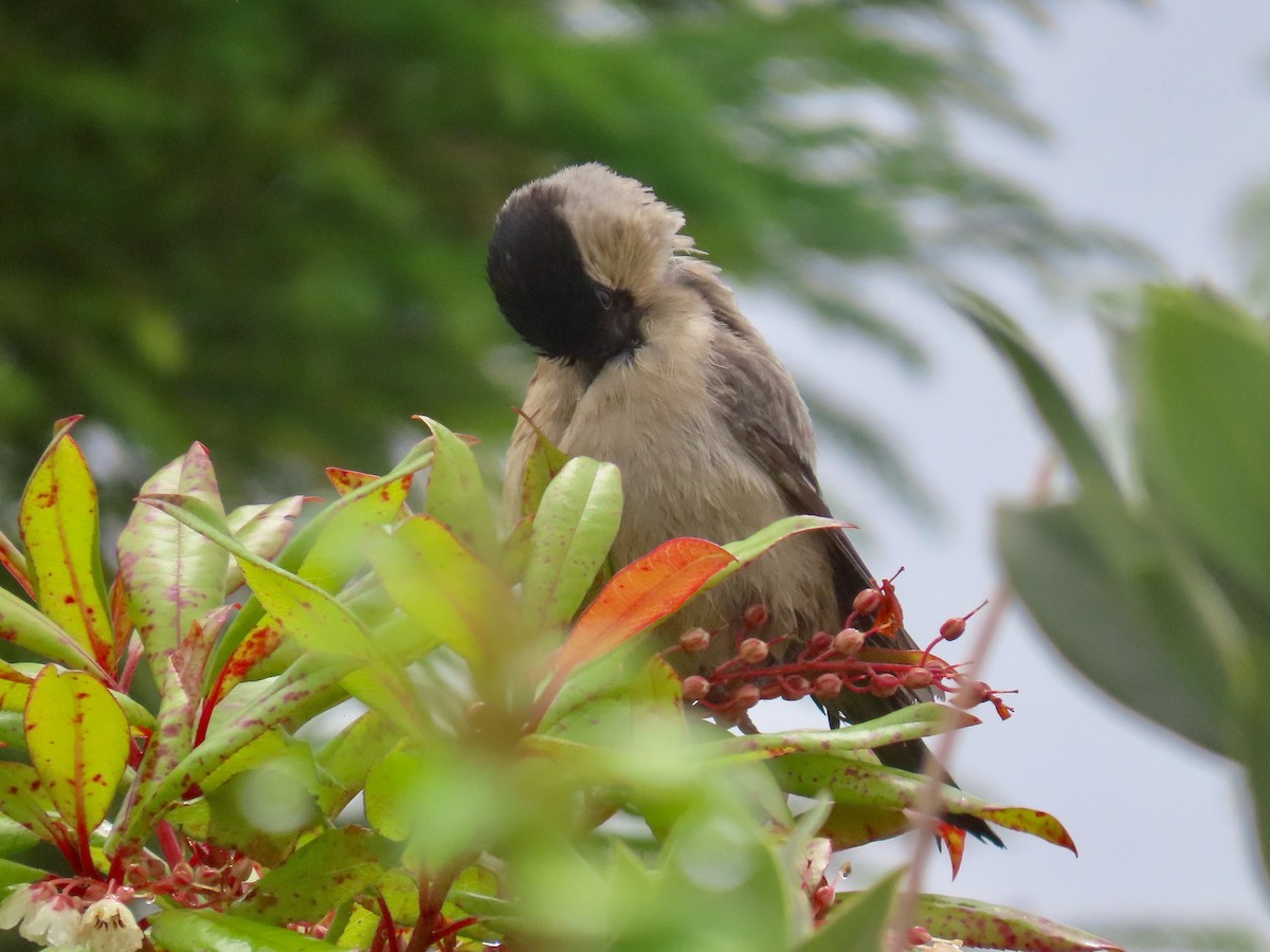 Azores Bullfinch - ML623619384