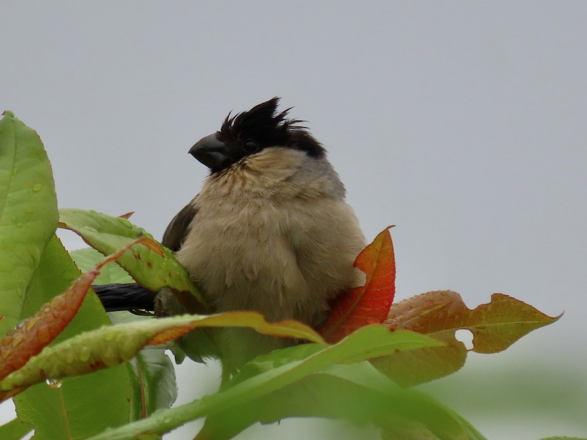 Azores Bullfinch - ML623619391