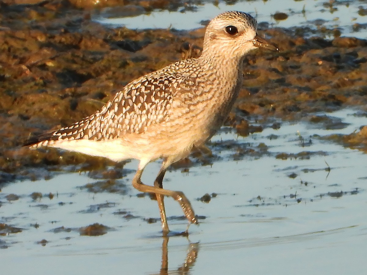 Black-bellied Plover - ML623619400