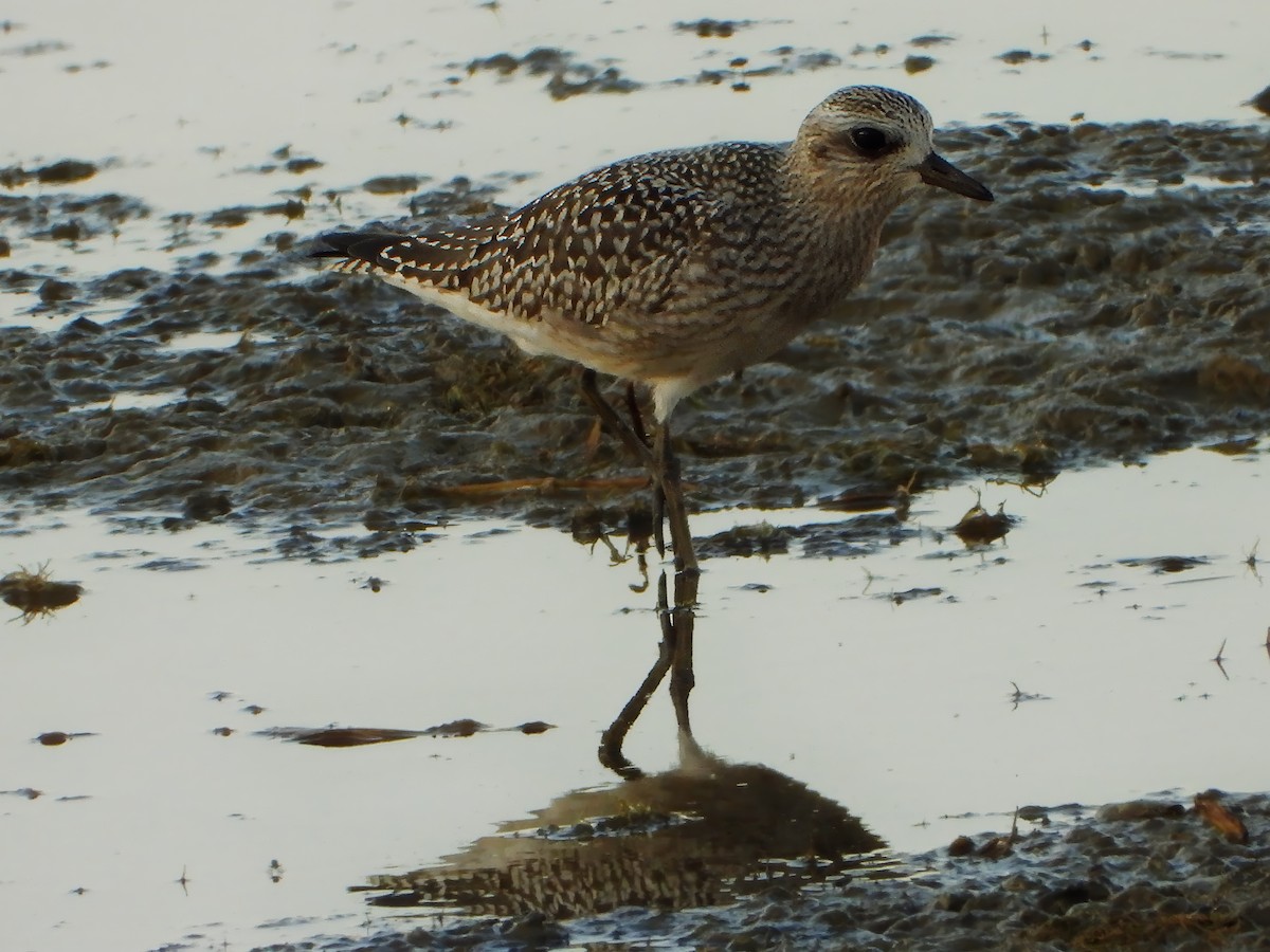 Black-bellied Plover - ML623619402