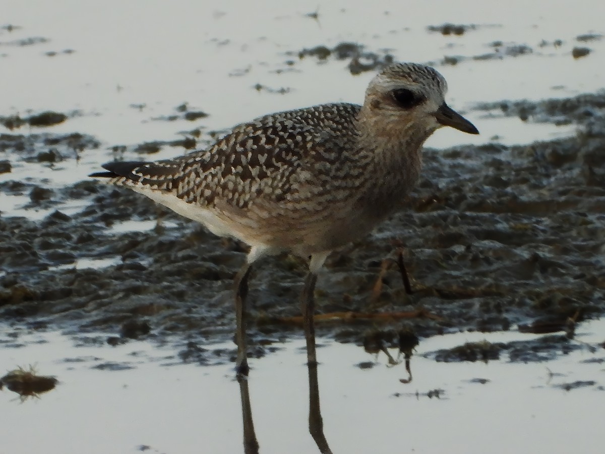 Black-bellied Plover - ML623619422