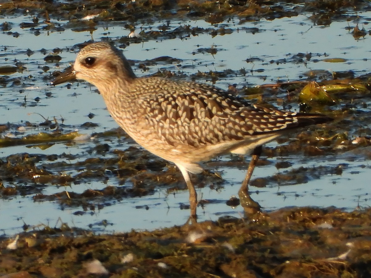 Black-bellied Plover - ML623619426