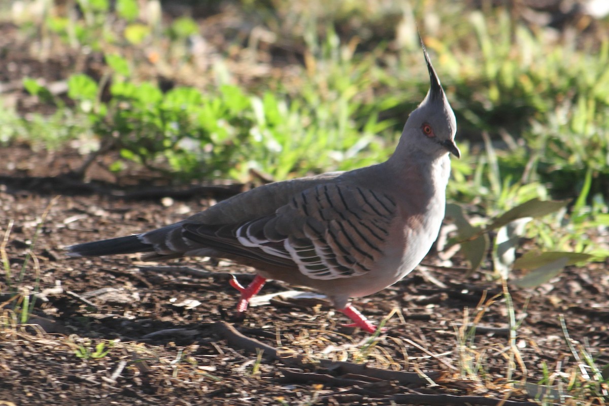 Crested Pigeon - ML623619433