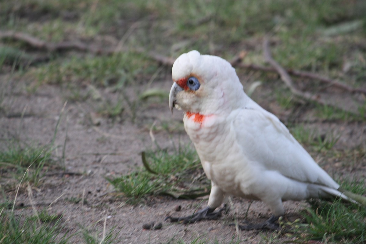 Long-billed Corella - ML623619440