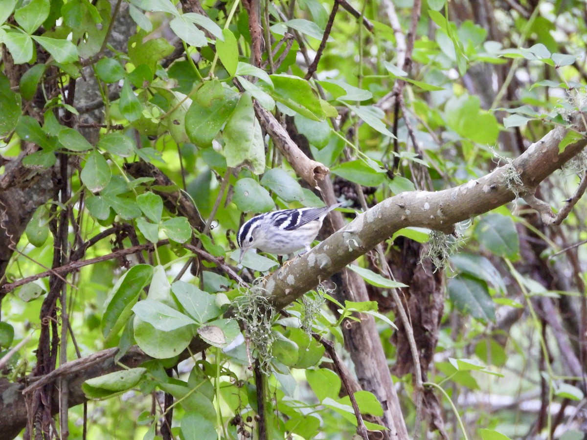 Black-and-white Warbler - ML623619443
