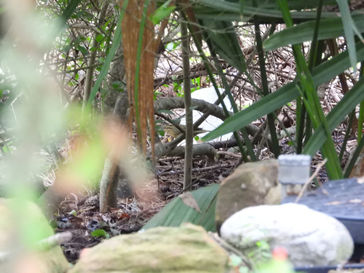 Worm-eating Warbler - ML623619447