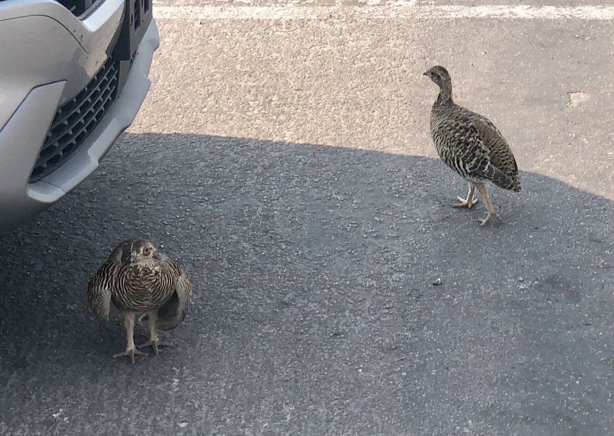 Greater Prairie-Chicken - ML623619455