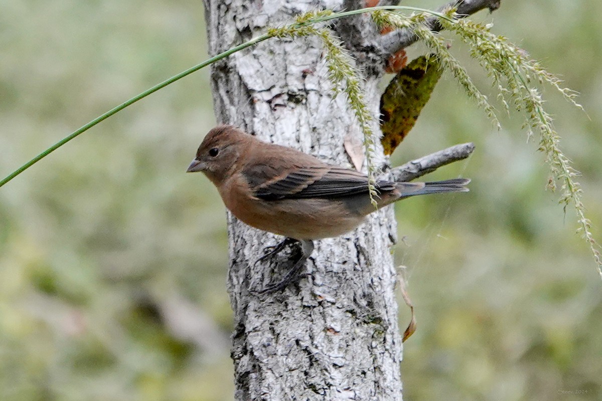 Lazuli Bunting - ML623619469