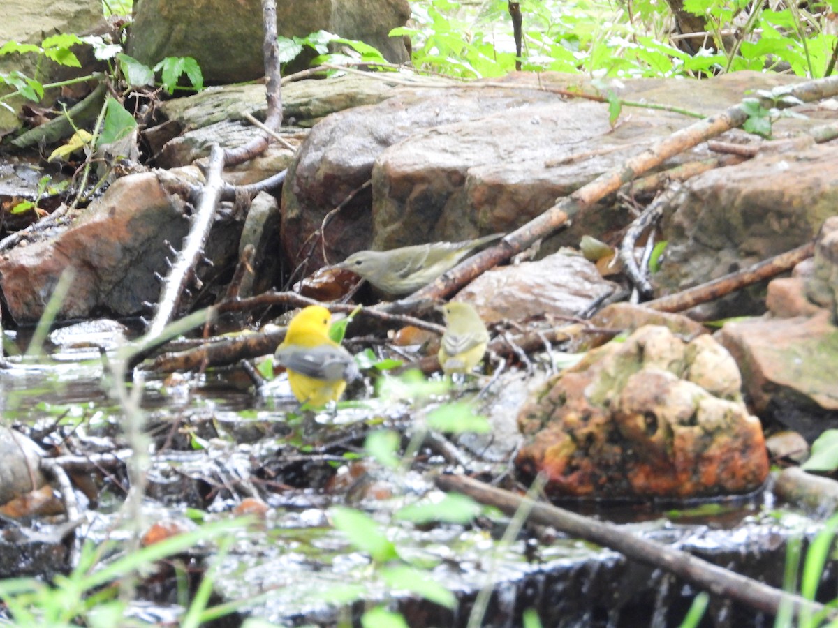 Cape May Warbler - ML623619506