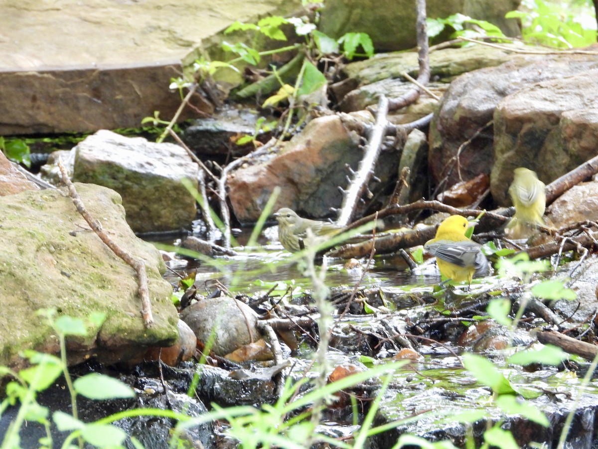 Cape May Warbler - ML623619507