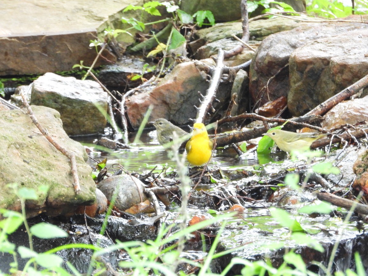 Cape May Warbler - ML623619508
