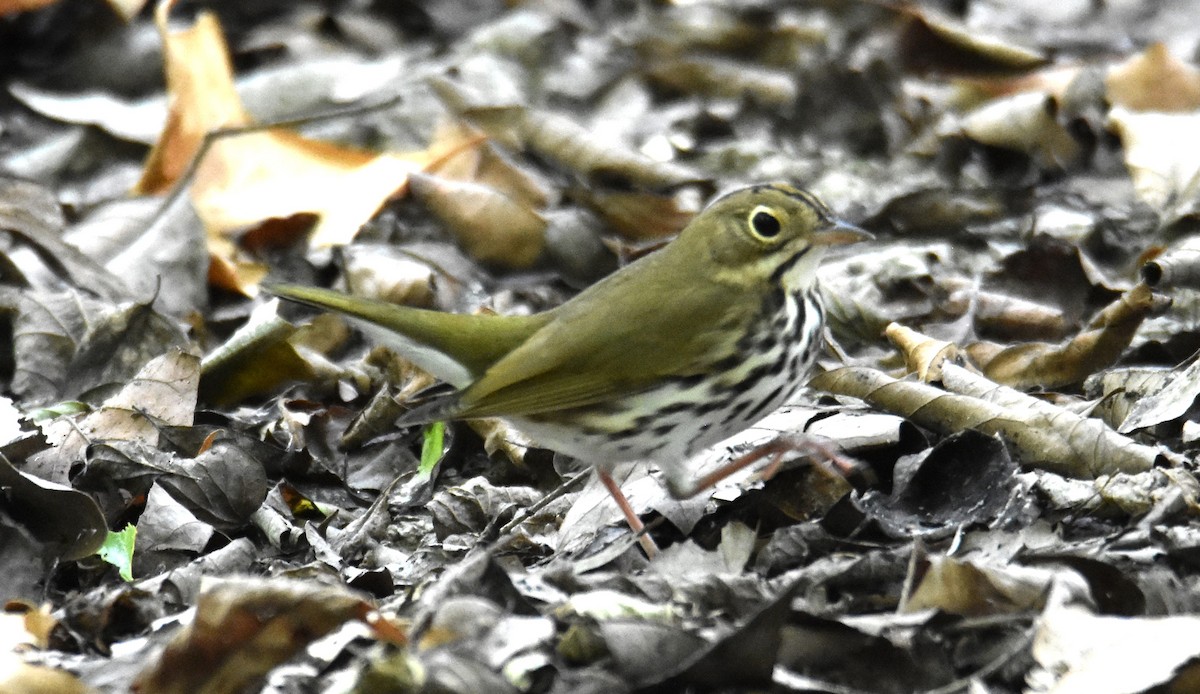 Ovenbird - ML623619516