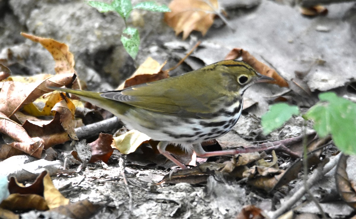 Ovenbird - ML623619530