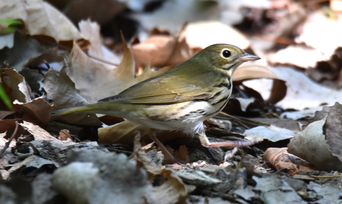 Ovenbird - ML623619532