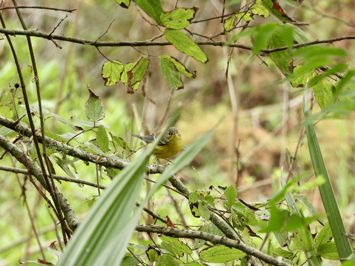 Magnolia Warbler - ML623619544