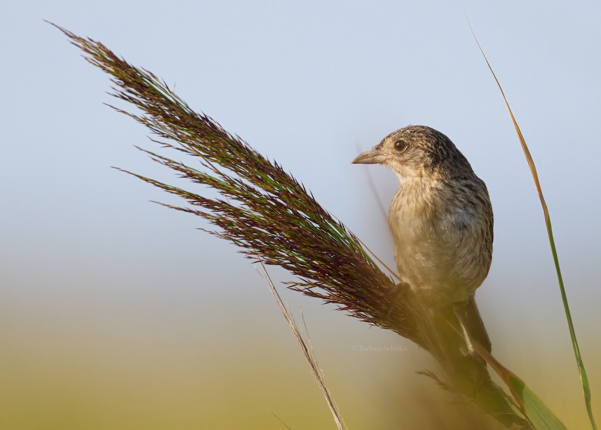 Seaside Sparrow - ML623619613