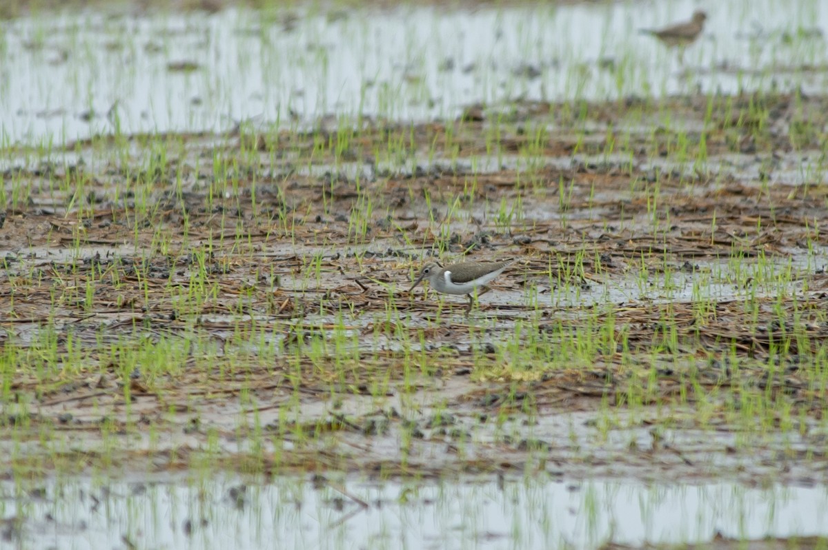 Common Sandpiper - ML623619638