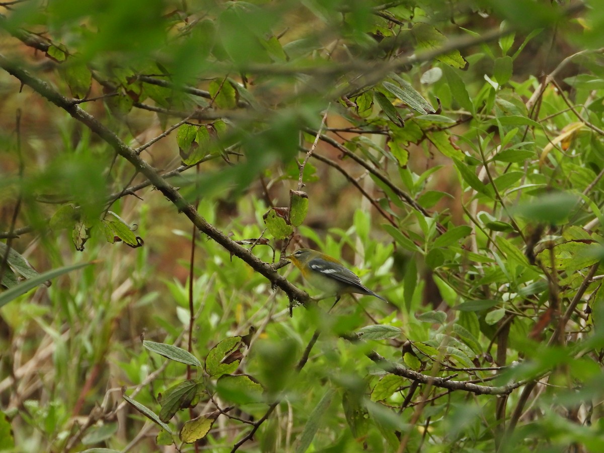 Northern Parula - ML623619694