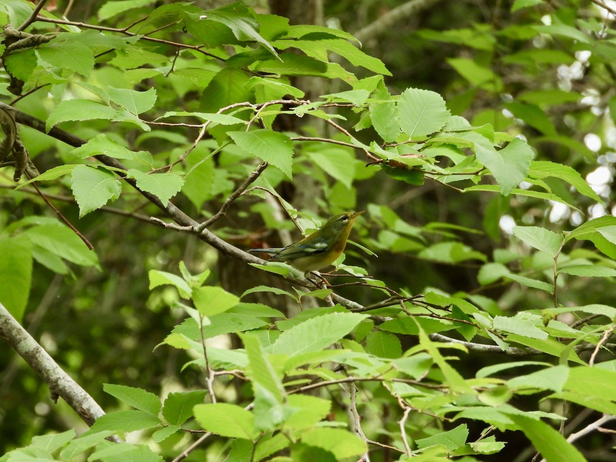 Northern Parula - ML623619695