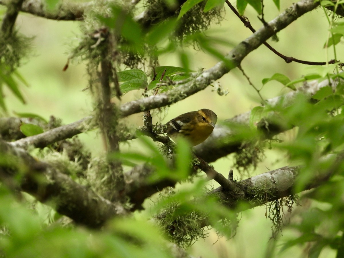 Blackburnian Warbler - ML623619698