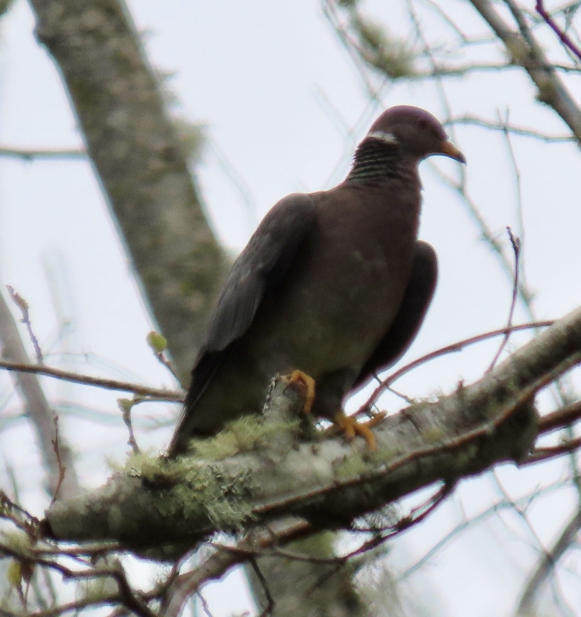 Band-tailed Pigeon - ML623619702