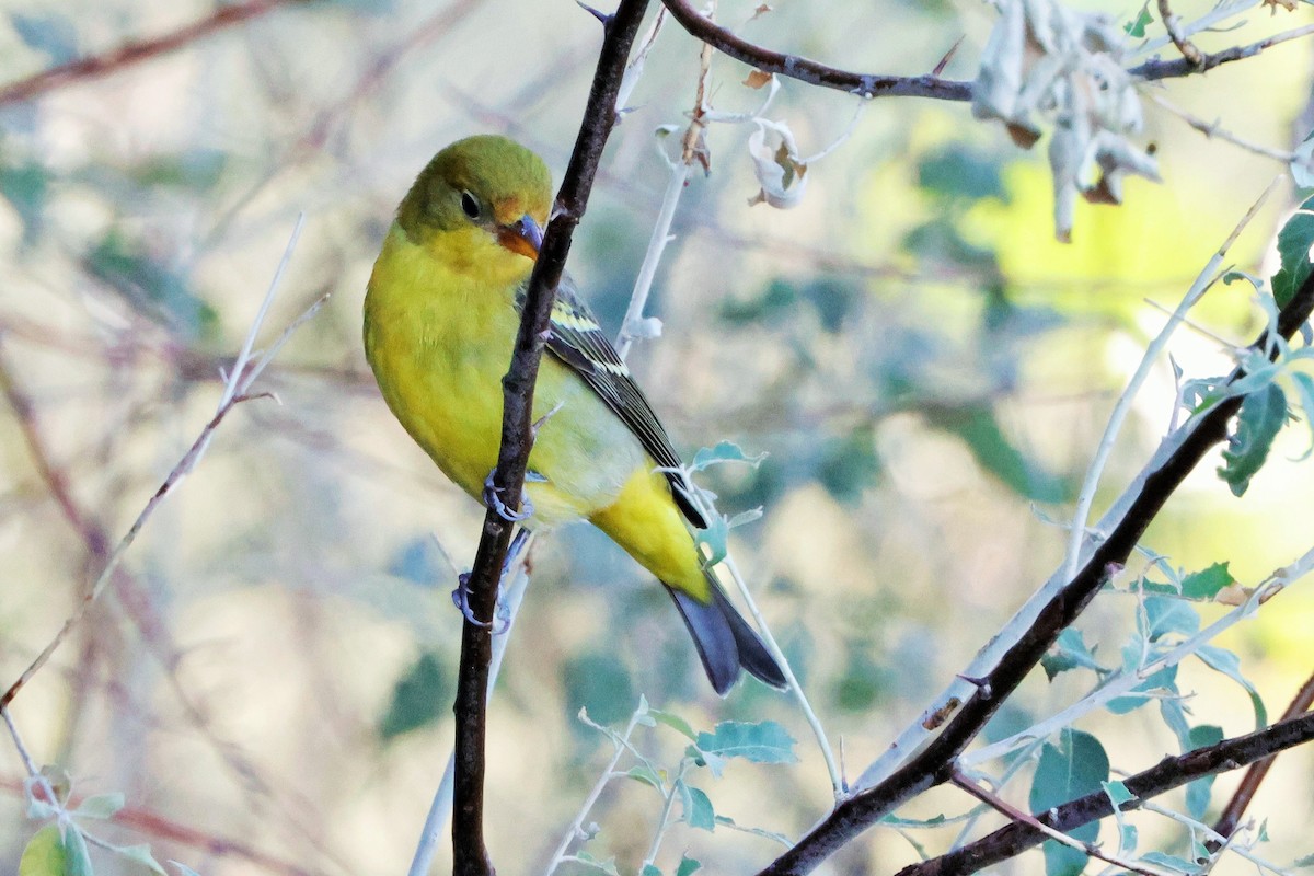 Western Tanager - Risë Foster-Bruder