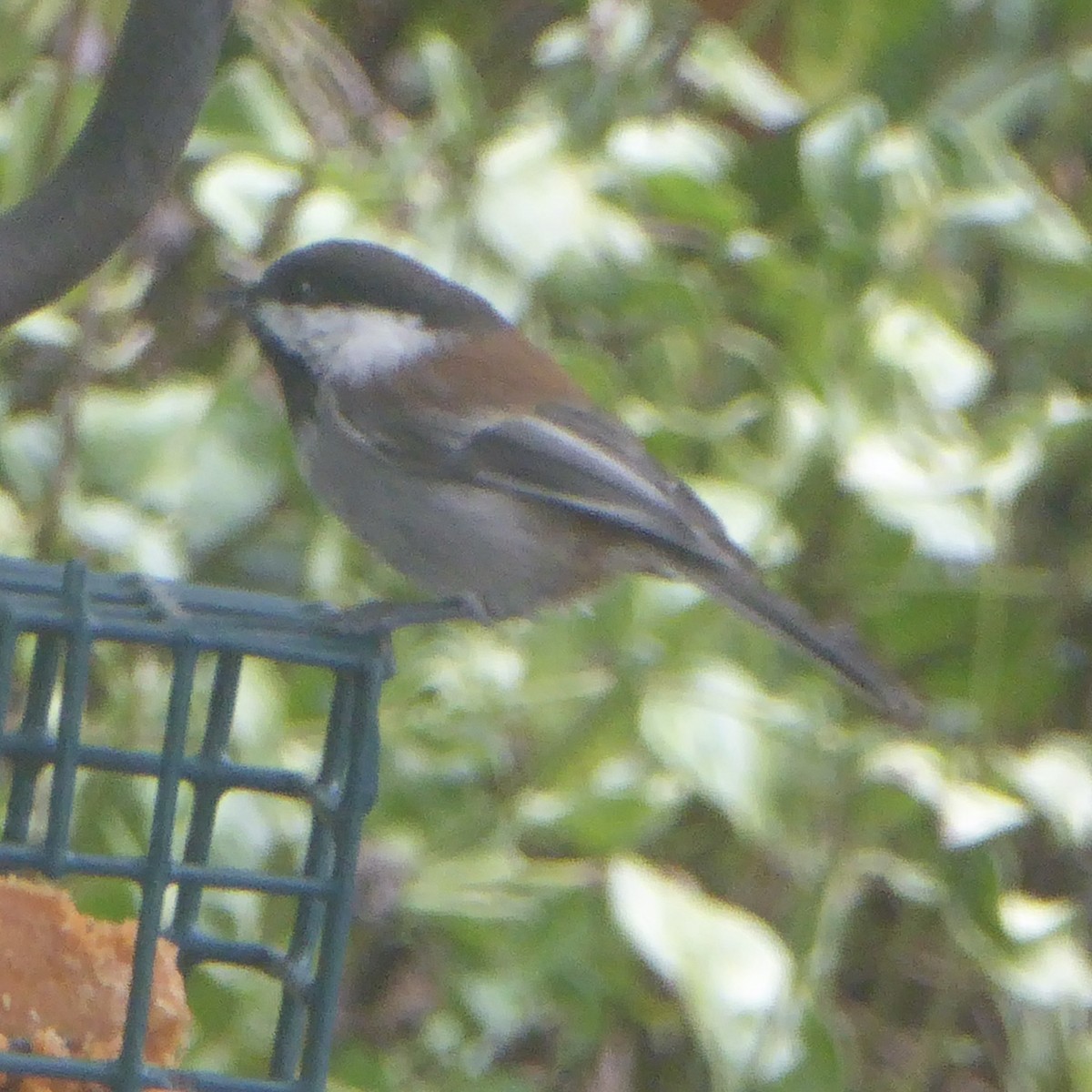 Chestnut-backed Chickadee - Anonymous