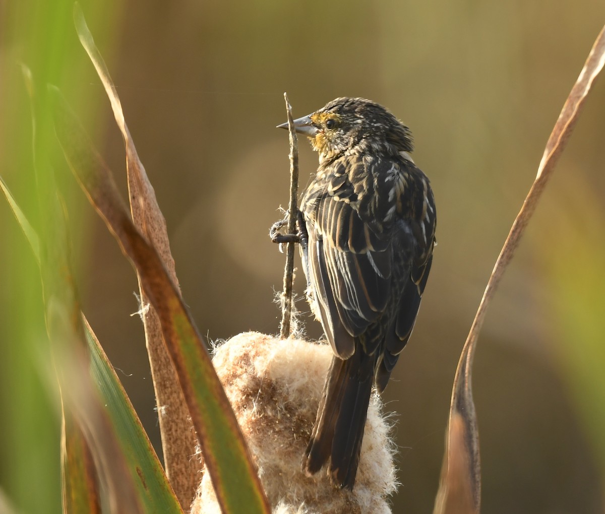 Red-winged Blackbird - Denise  McIsaac