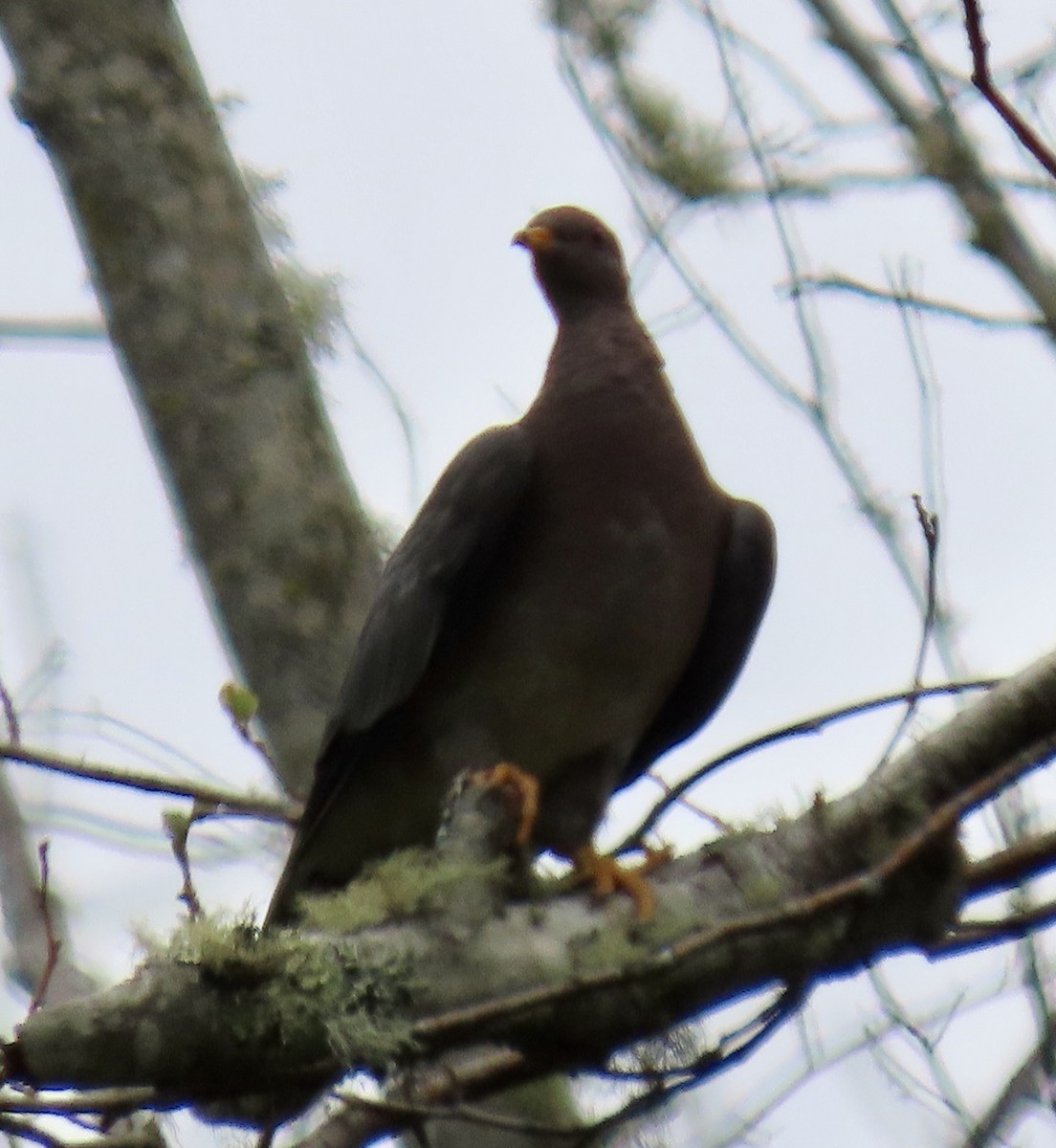 Band-tailed Pigeon - ML623619718