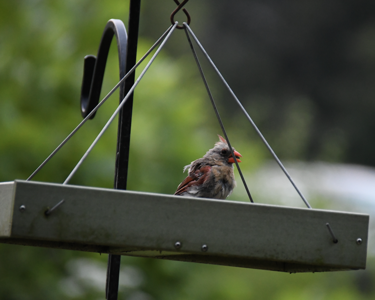 Northern Cardinal - ML623619725