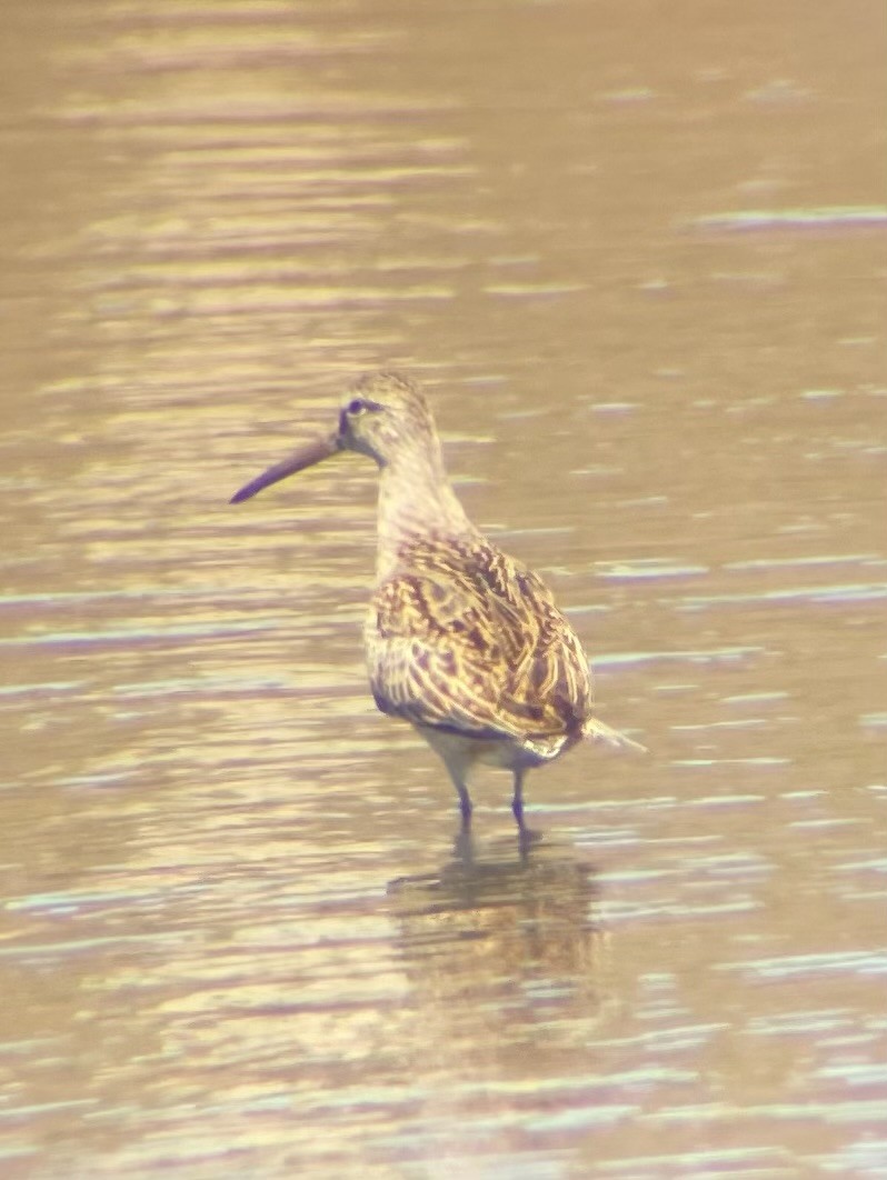 Short-billed Dowitcher - Dominik Mosur