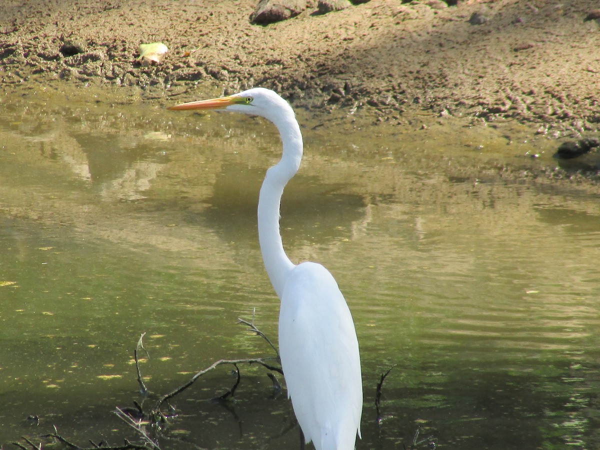 Great Egret - ML623619739